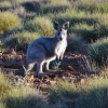 Zdjęcie z Australii - Puszysty kangur gorski