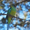 Zdjęcie z Australii - Papuga Ringneck Parrot