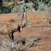 Zdjęcie z Australii - Emu przy parkingu