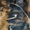 Zdjęcie z Australii - Red-capped robin