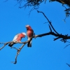Zdjęcie z Australii - Galah - kakadu rozowe