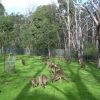 Zdjęcie z Australii - Cleland Wildlife Park