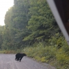 Zdjęcie z Kanady - Niedźwiadek