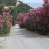 Zdjęcie z Grecji - Droga do klasztoru