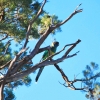 Zdjęcie z Australii - Ringneck Parrot