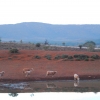 Zdjęcie z Australii - Owce przy wodopoju