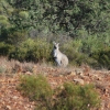 Zdjęcie z Australii - Kolejny ciekawski kangur