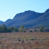 Zdjęcie z Australii - Kangury na tle gor
