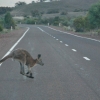 Zdjęcie z Australii - Na drogach wiodacych 