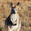 Zdjęcie z Australii - Wallaroo - maly