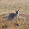 Zdjęcie z Australii - Gorski kangur euro