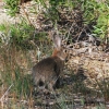 Zdjęcie z Australii - Dziki krolik w korycie