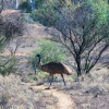 Zdjęcie z Australii - Emu przechodzacy
