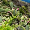 Zdjęcie z Hiszpanii - jabłuszka kaktusowe:))