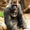 Zdjęcie z Hiszpanii - Gorillas