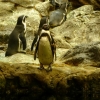 Zdjęcie z Hiszpanii - Planeta Pingwinów