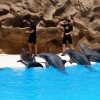 Zdjęcie z Hiszpanii - pokaz delfinów