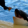Zdjęcie z Hiszpanii - orca show