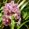 Zdjęcie z Hiszpanii - czarna orchidea