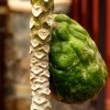 Zdjęcie z Hiszpanii - papajowy zawrót głowy