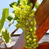 Zdjęcie z Turcji - dojrzewające winogrono