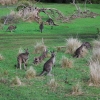 Zdjęcie z Australii - Kangurza lączka