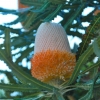 Zdjęcie z Australii - Australijska flora