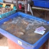 Zdjęcie z Tajlandii - Świeże owoce morza?