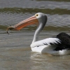 Zdjęcie z Australii - Pelikan chetnie sie