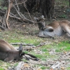 Zdjęcie z Australii - Kangury szare - eastern