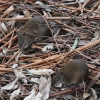 Zdjęcie z Australii - Para malych torbaczy