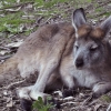 Zdjęcie z Australii - Rudy kangur gorski euro