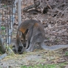 Zdjęcie z Australii - Wallaby czyli walabia