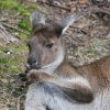 Zdjęcie z Australii - Mlody kangurek ssal