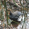 Zdjęcie z Australii - Kurka wodna swamp hen