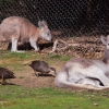 Zdjęcie z Australii - Kangury i kaczki