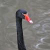 Zdjęcie z Australii - Black swan z polskim
