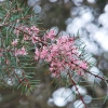 Zdjęcie z Australii - Zimowe kwiaty