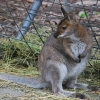 Zdjęcie z Australii - Wallaby przy karmiku