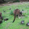 Zdjęcie z Australii - Kaczki, gesi, kangury