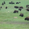 Zdjęcie ze Stanów Zjednoczonych - bizony w custer park