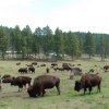 Zdjęcie ze Stanów Zjednoczonych - bizony w custer park
