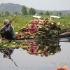Zdjęcie z Indii - Plantacja lotosów