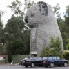 Zdjęcie z Australii - Giant Koala