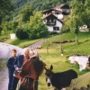 Zdjęcie z Austrii - Spotkanie z osiolkiem