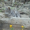 Zdjęcie z Turcji - przepiękny kotek