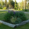 Zdjęcie ze Szwecji - kwiaty "udomowione"