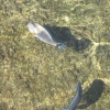 Zdjęcie z Egiptu - rybki widziane z pomostu
