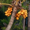 Zdjęcie ze Sri Lanki - Sok z tych owocow miod:)