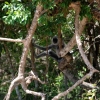 Zdjęcie ze Sri Lanki - Małpeczka:)